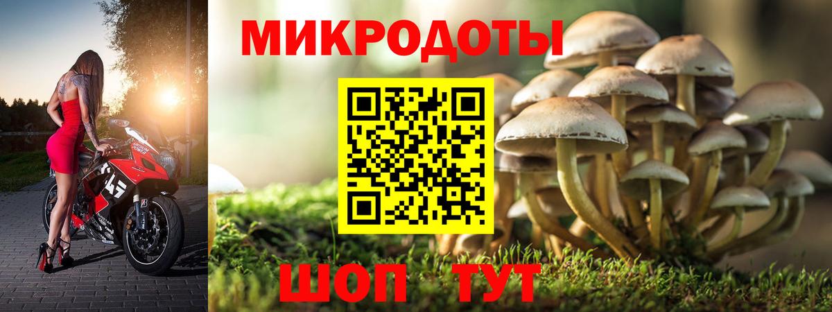 Псилоцибиновые грибы Psilocybe Каменск-Уральский